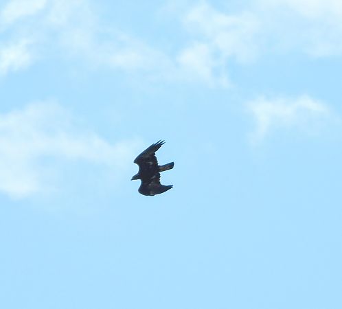 Aquila reale  - Dario Bosio