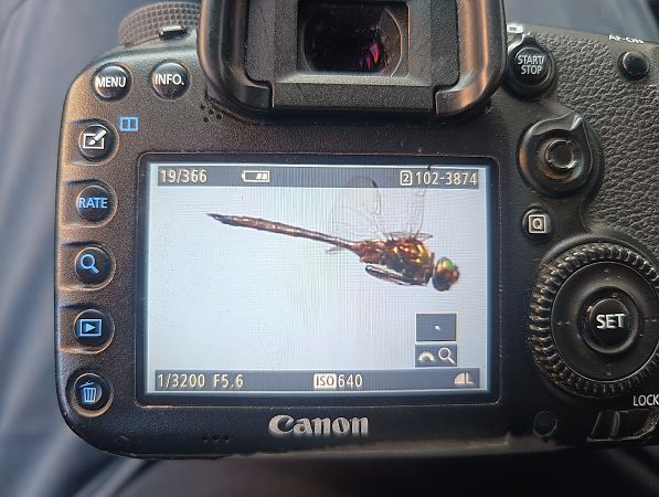 Gefleckte Smaragdlibelle  - Michał Polakowski