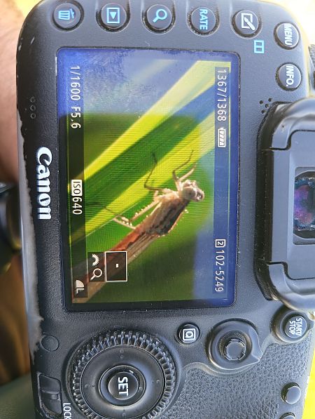 straszka syberyjska  - Michał Polakowski