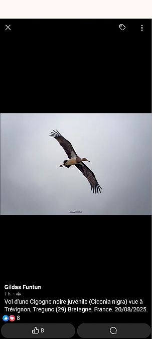 Cigogne noire  - Anonyme