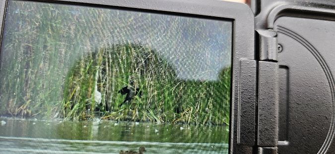 kormoran mały  - Krzysztof Kajzer