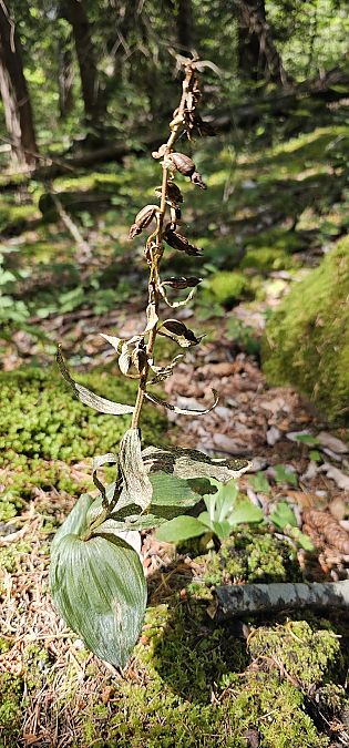 Epipactis leptochila  - Claire Perrachon