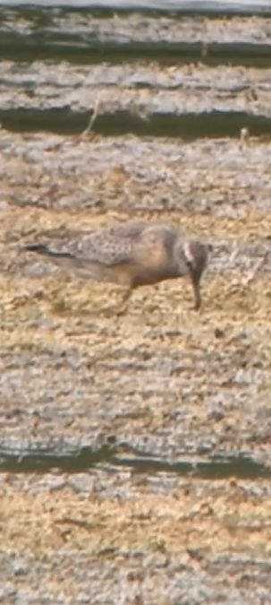 Bécasseau maubèche  - Jaouen Verley