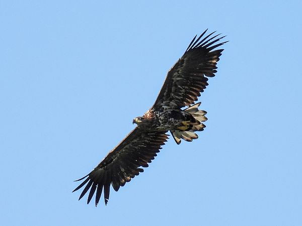 bielik  - Kacper Mikulski