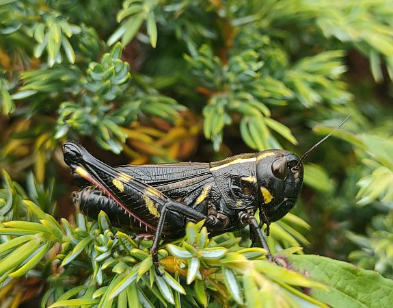 Arcyptera fusca  - Daniele Baroni