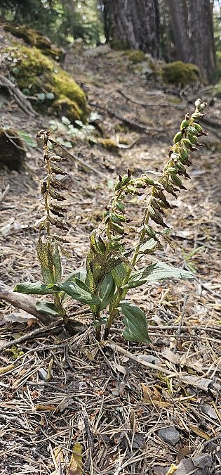 Epipactis leptochila  - Claire Perrachon