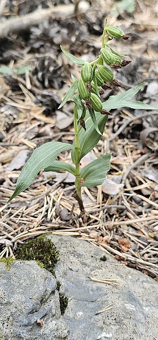 Epipactis leptochila  - Claire Perrachon