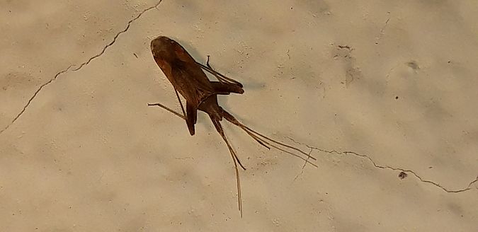 Phytocoris varipes  - Michele Cento