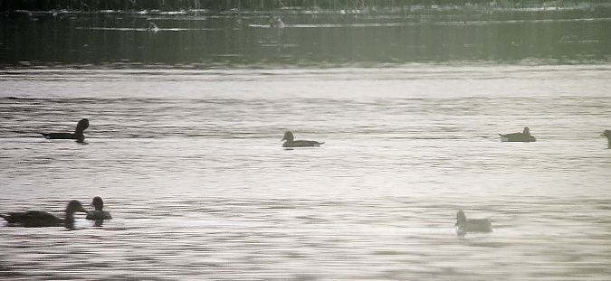 Moorente  - Krzysztof Kajzer