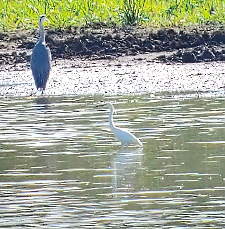 Aigrette garzette  - Alain Lehalle