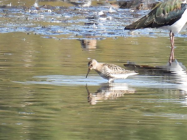 Alpenstrandläufer  - Kacper Mikulski