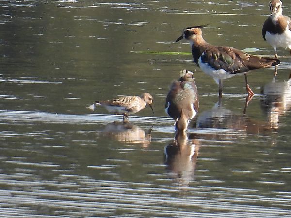 Bécasseau variable  - Kacper Mikulski