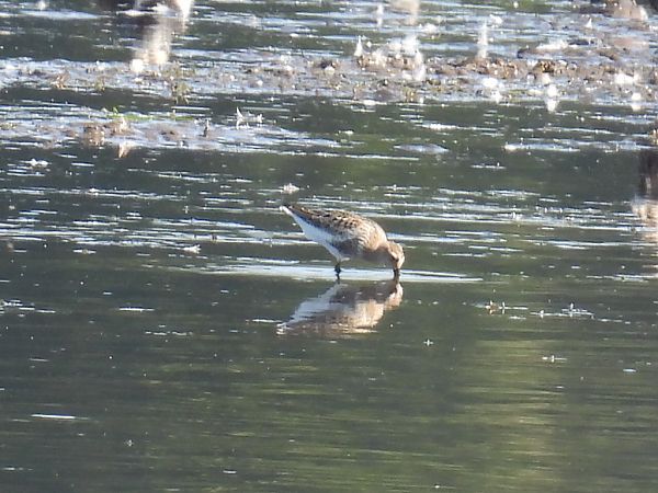 Bécasseau variable  - Kacper Mikulski