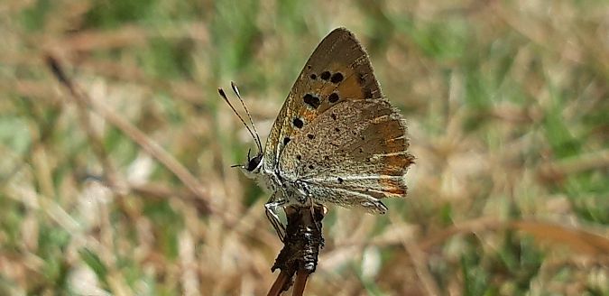 Lycaena phlaeas  - Michele Cento