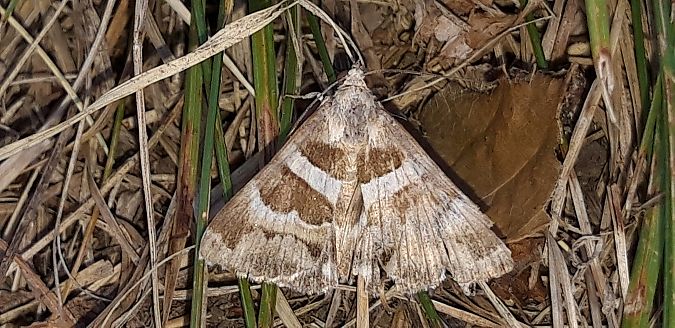 Grammodes stolida  - Michele Cento