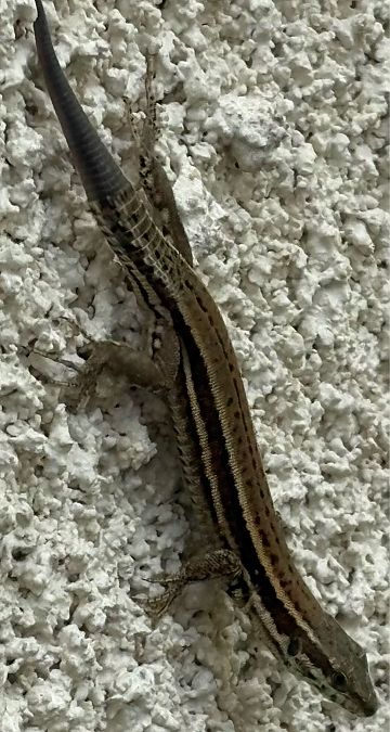Lézard des murailles  - Dominique et Franck Moinault