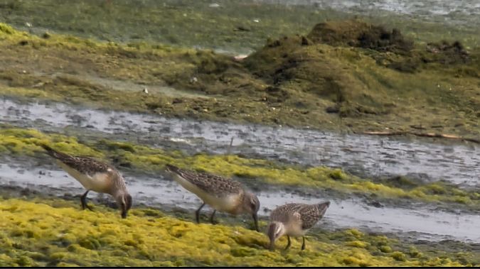 Curlew Sandpiper  - Maciej Aleksandrowicz