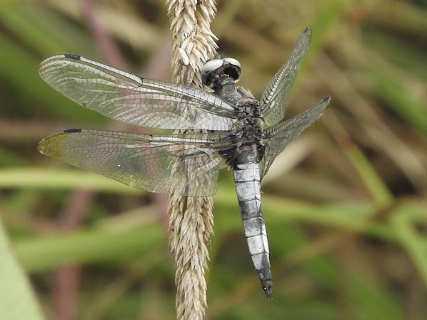Libellula fulva  - Massimo Tassinari