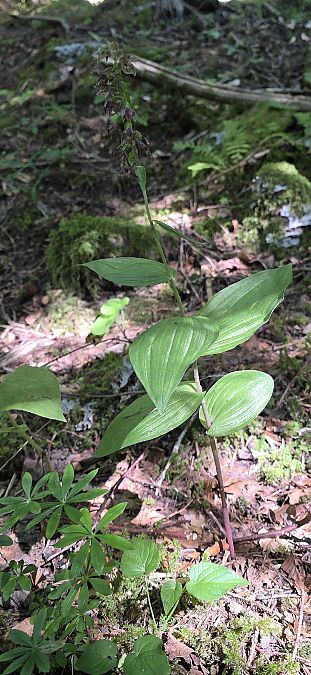 Epipactis helleborine  - Michel Robin