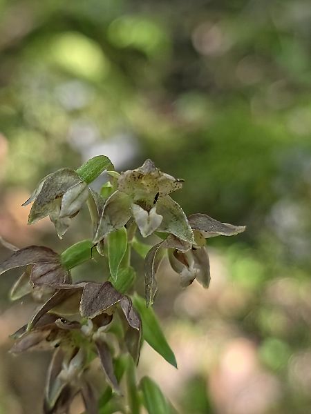 Epipactis helleborine  - Michel Robin