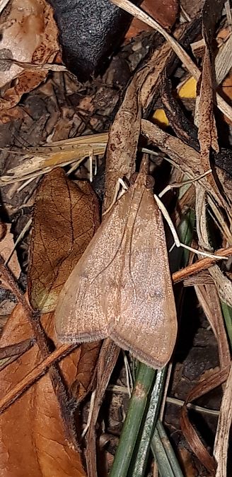 Uresiphita gilvata  - Michele Cento
