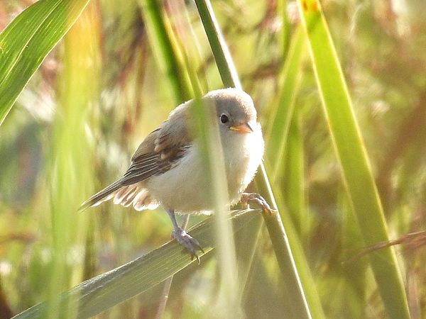 Beutelmeise  - Kacper Mikulski