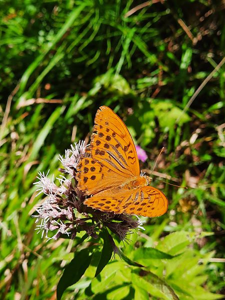Argynnis paphia  - Bassano Riboni