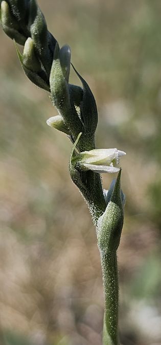 Spiranthes spiralis  - Claire Perrachon