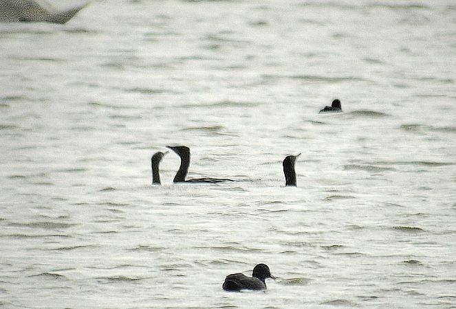 Cormoran pygmée  - Maurice Benmergui