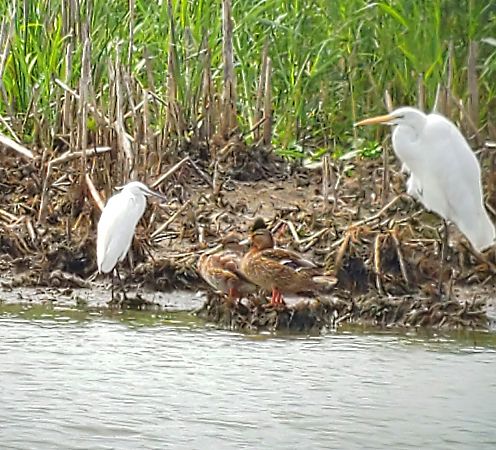 Aigrette garzette  - Alain Lehalle