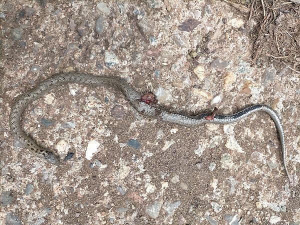 Smooth Snake  - Jordi Ponce
