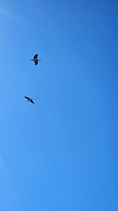 Cigogne noire  - Julie Besancon