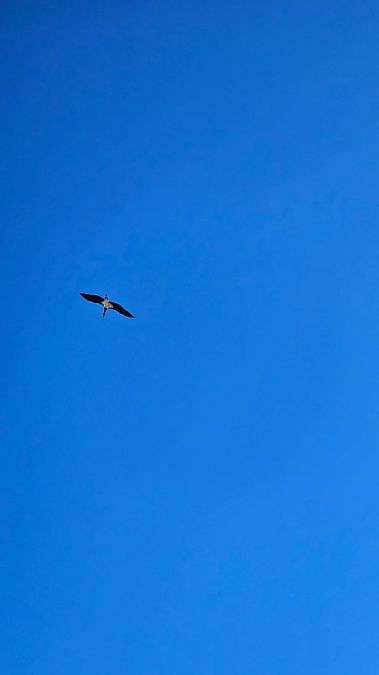 Cigogne noire  - Julie Besancon