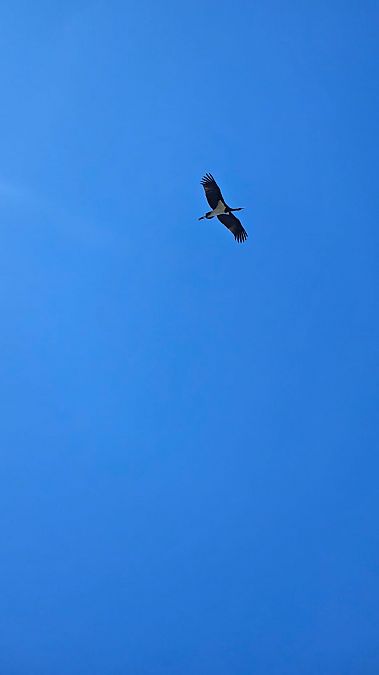 Cigogne noire  - Julie Besancon