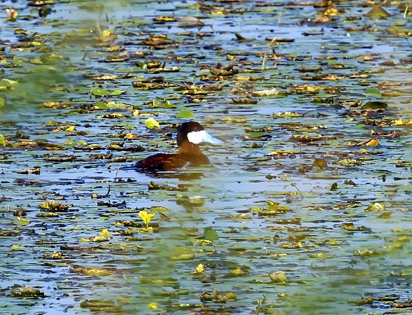 Ruddy Duck  - Damian Mikulski