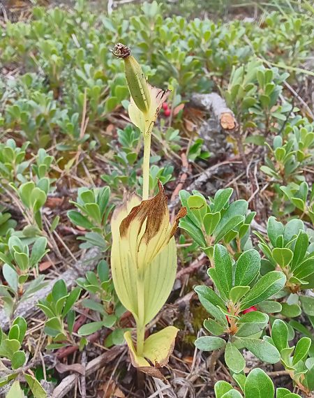 Cypripedium calceolus  - Christophe Davée