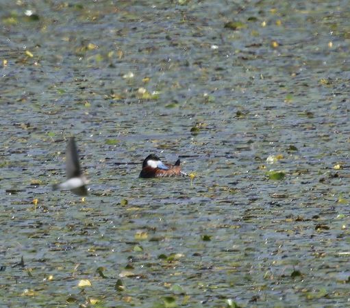 Ruddy Duck  - Katarzyna Szałas