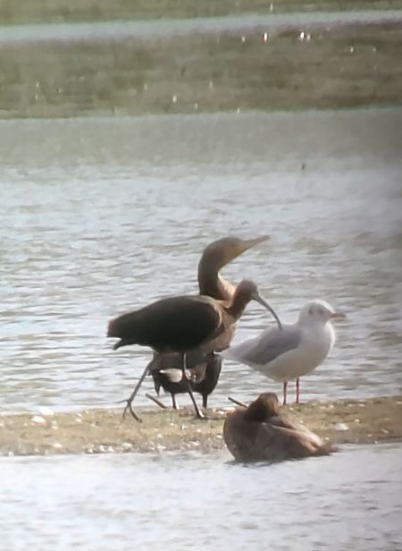 Ibis falcinelle  - Torsten Weber