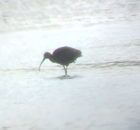 Ibis falcinelle  - Torsten Weber