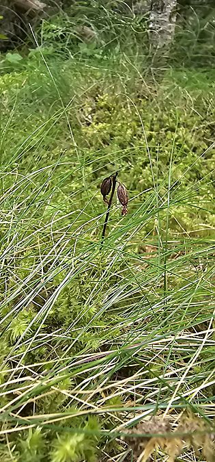 Corallorhiza trifida  - Claire Perrachon