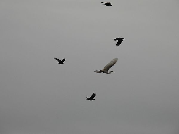 Great Egret  - Kacper Mikulski