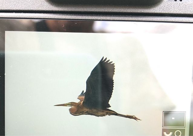 Purple Heron  - Ryszard Dworak