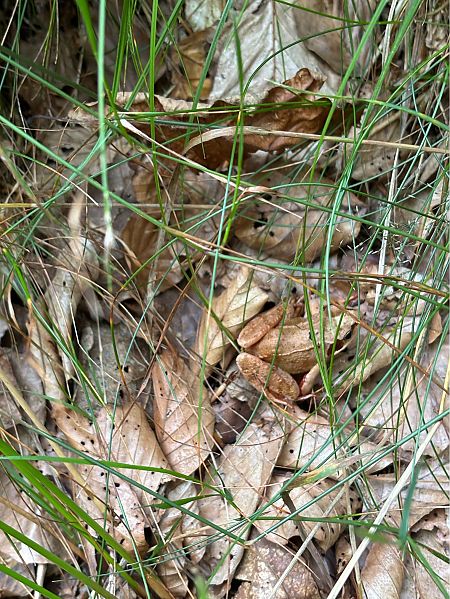 Grenouille brune indéterminée (Rana sp.)  - Jean-Luc Billmann