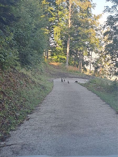 Gallo cedrone  - Jacopo Verardo (FVG)
