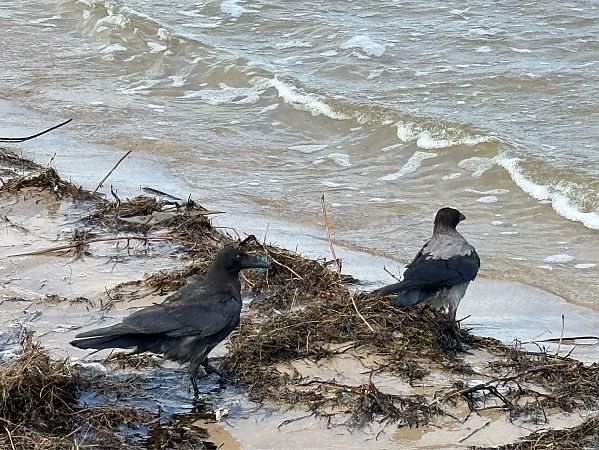Hybrid Carrion x Hooded Crow  - Marcin Sowa