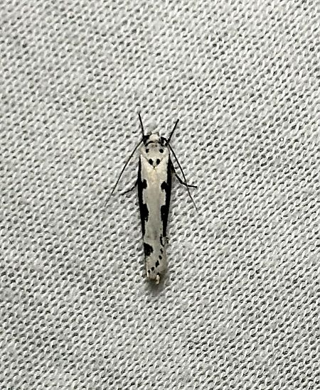 Ethmia bipunctella  - Emma Zeitoun