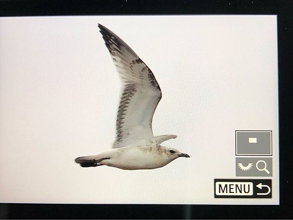 Mouette mélanocéphale  - Ryszard Dworak