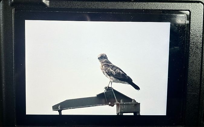 Short-toed Snake Eagle  - Barbara Iliadis
