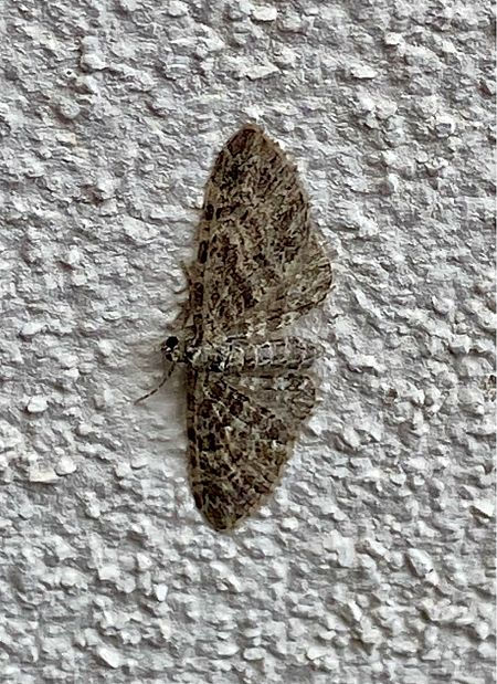 Gymnoscelis rufifasciata  - Maria Rita Gelso