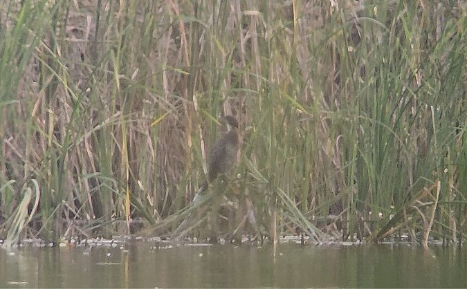 Pygmy Cormorant  - Jarosław Soboń